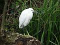 2014-0320-1145_Little-Egret_13C